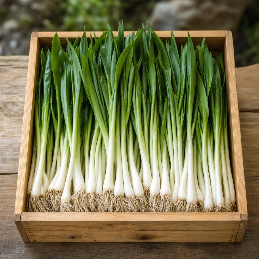 高山青蒜（100g,300g,500g)